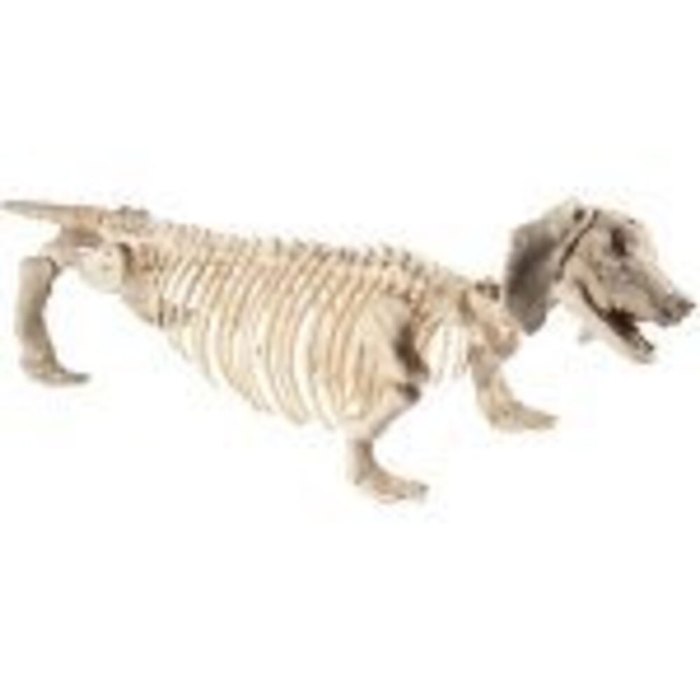 Dachshund Dog Skeleton Prop, Natural